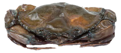 soft shell scylla crab